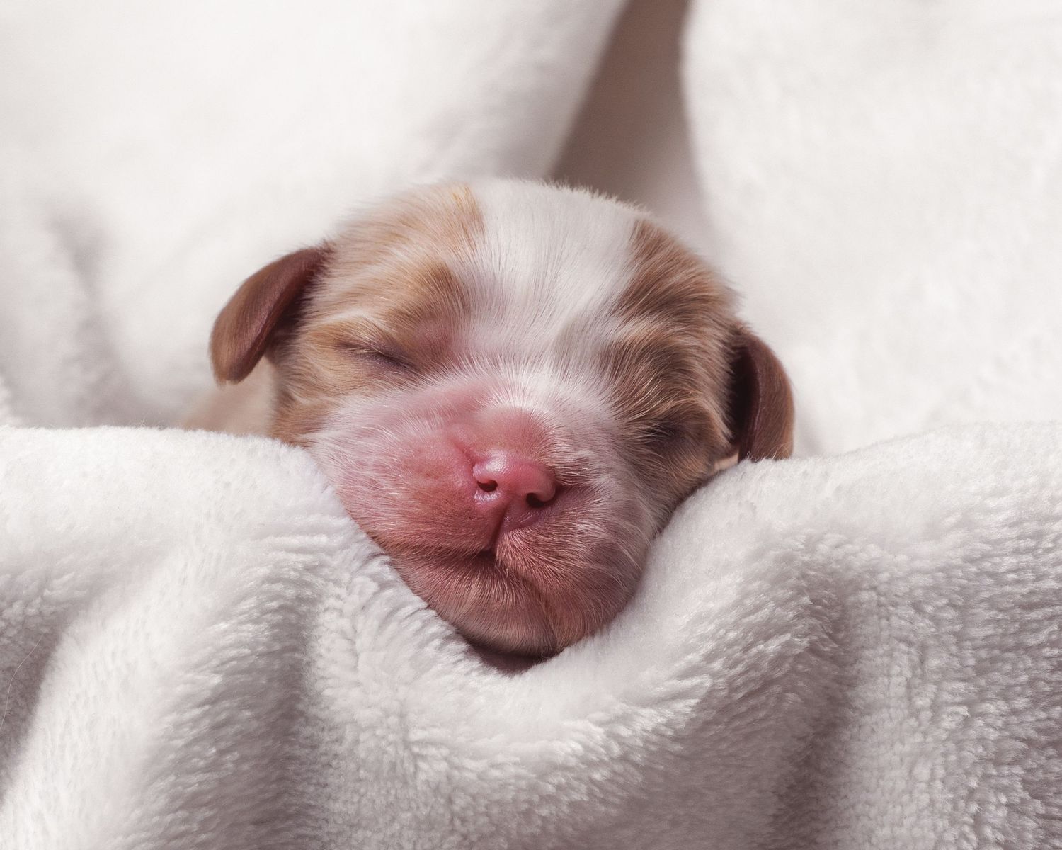 Newborn puppy sleeping peacefully wrapped in a soft white fluffy blanket with brown and white fur markings.
