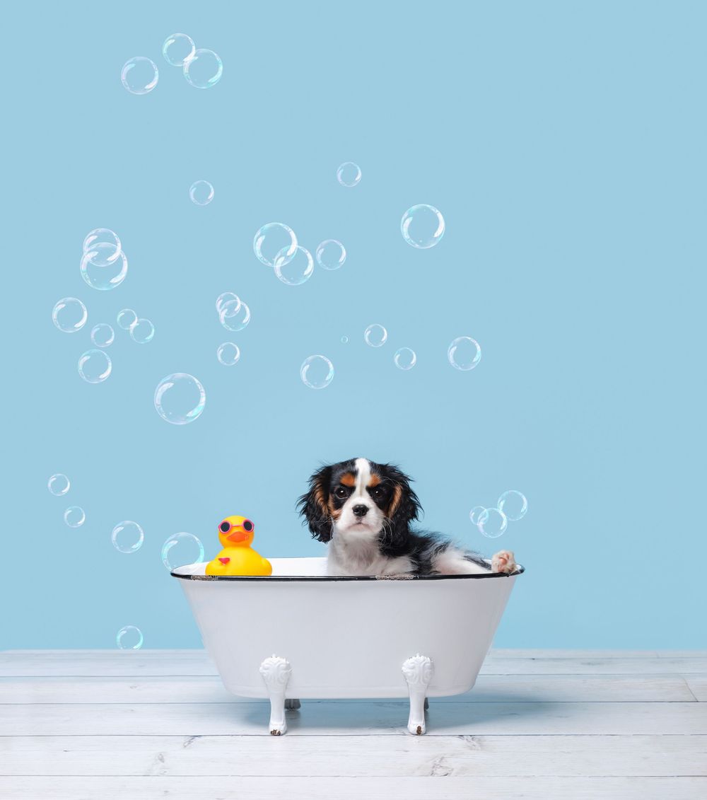 Cavalier King Charles Spaniel sitting in a white bathtub with a rubber duck and soap bubbles on a blue background.