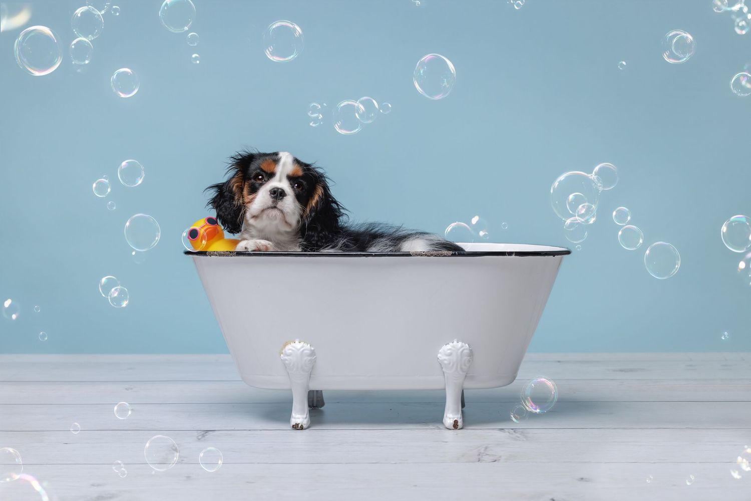 Cavalier King Charles Spaniel dog sitting in a white clawfoot bathtub with bubbles and a rubber duck on blue background.