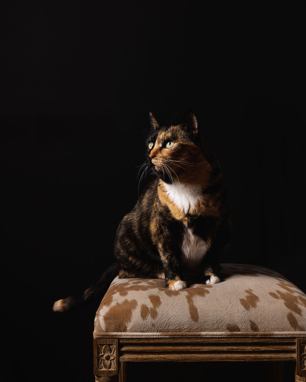 A tortoiseshell cat sits regally on a cowhide ottoman against a dramatic black background.