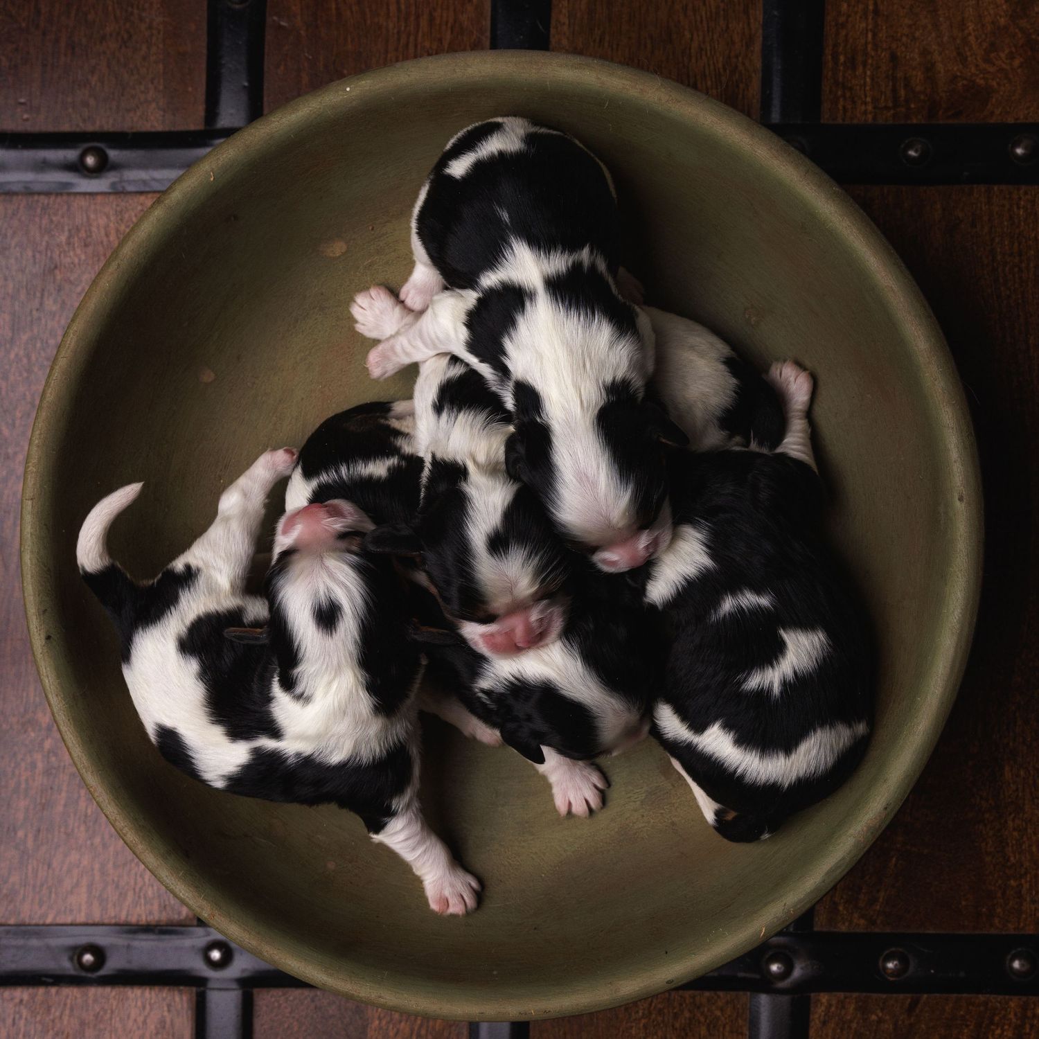 Four newborn black and white puppies curled together in a round olive green bowl on a wooden surface.