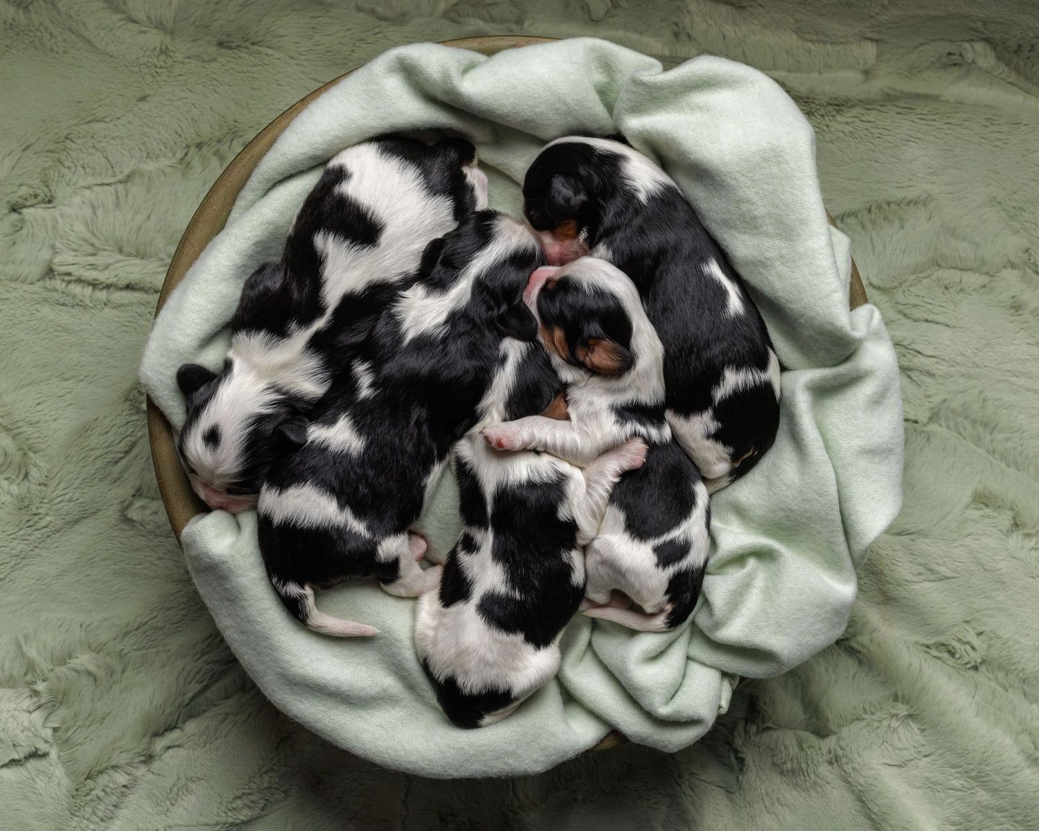 Newborn black and white puppies sleeping together in a round basket lined with a soft green blanket.