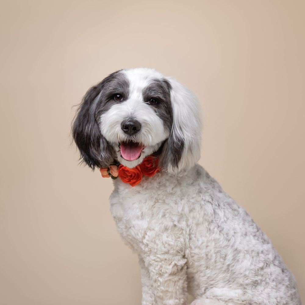 A fluffy black and white dog wearing a red floral collar sits and smiles against a beige background.