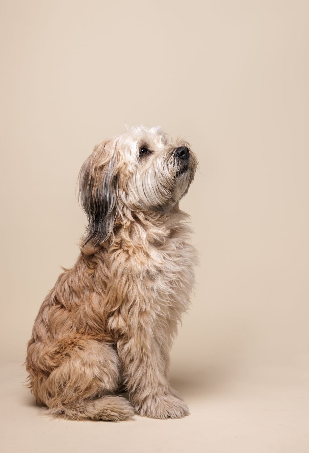 Fluffy beige Lhasa Apso dog sitting upright against a neutral tan background, looking upward.