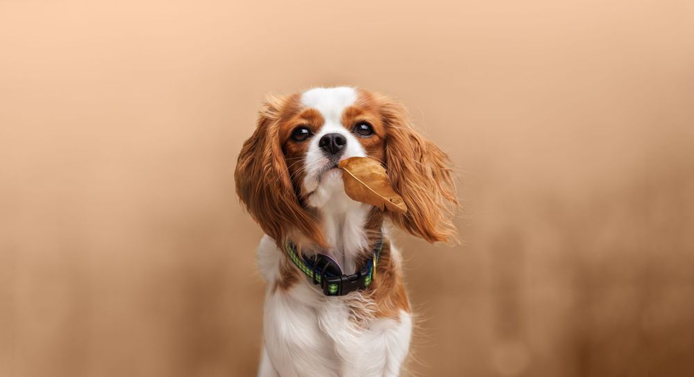 A Cavalier King Charles Spaniel dog with brown and white fur sits attentively against a blurred beige background.