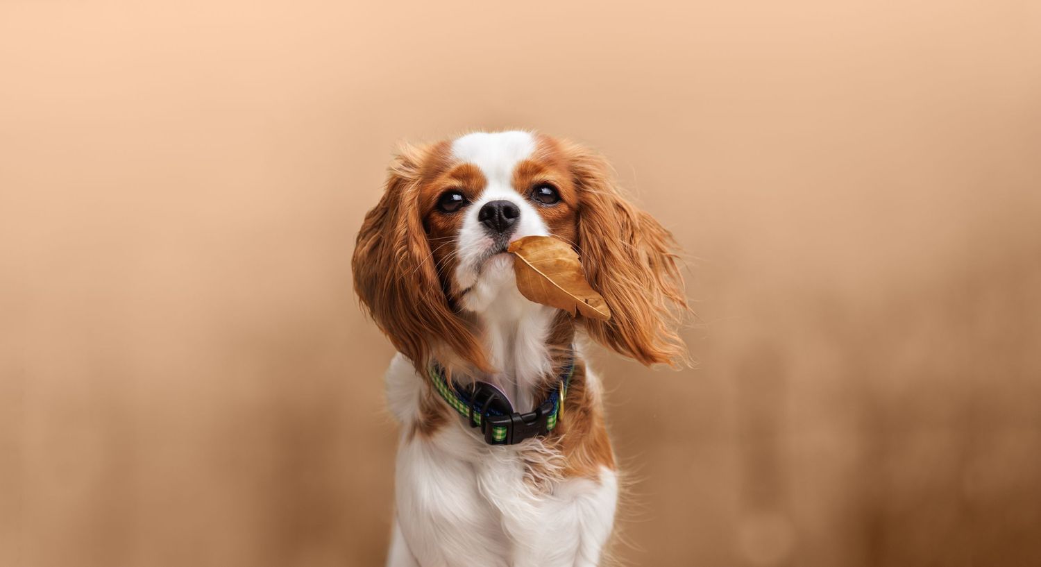 A Cavalier King Charles Spaniel dog with brown and white fur sits attentively against a blurred beige background.
