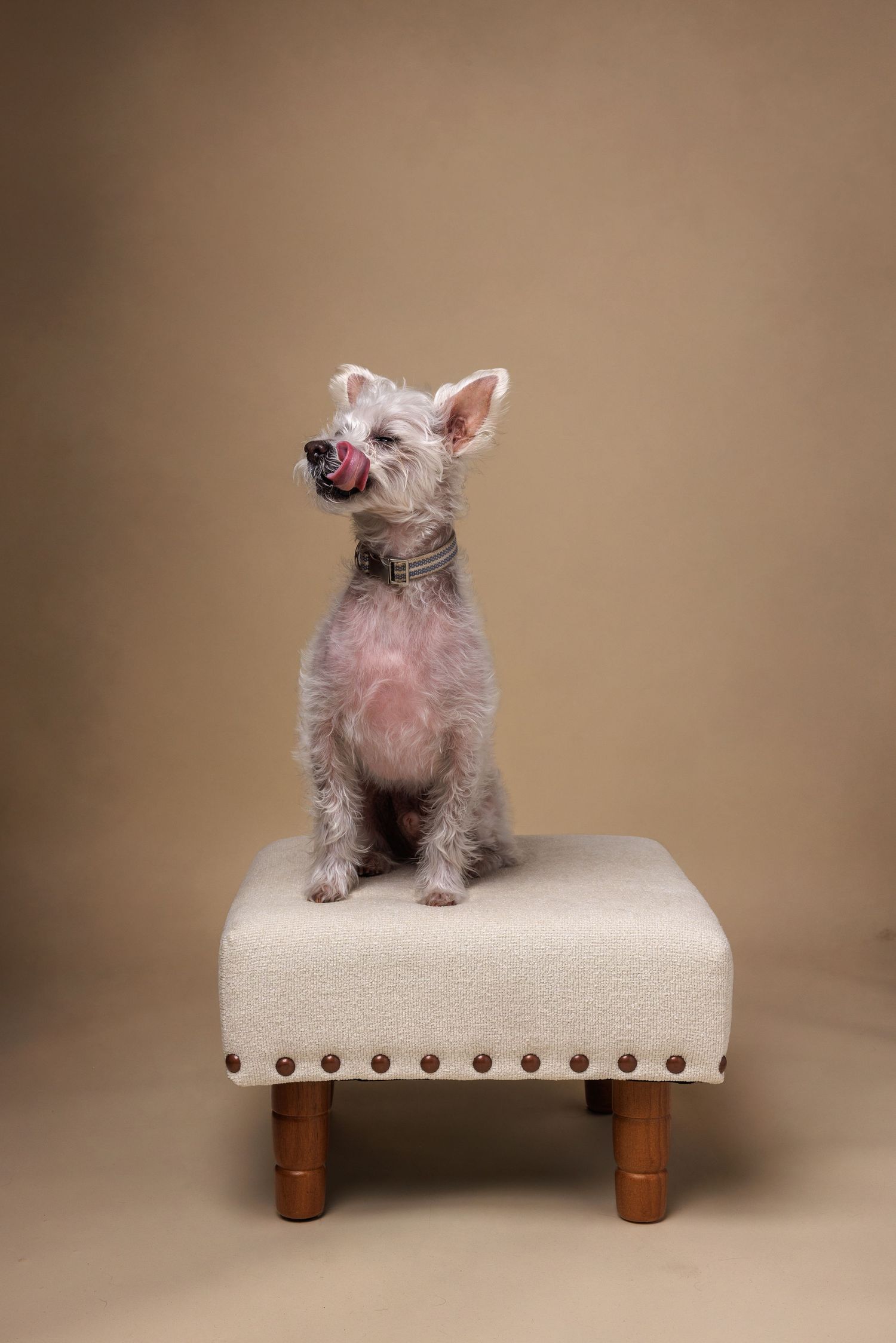 A small white terrier dog sits on a cream upholstered footstool with brass studs, licking its nose against a beige background.