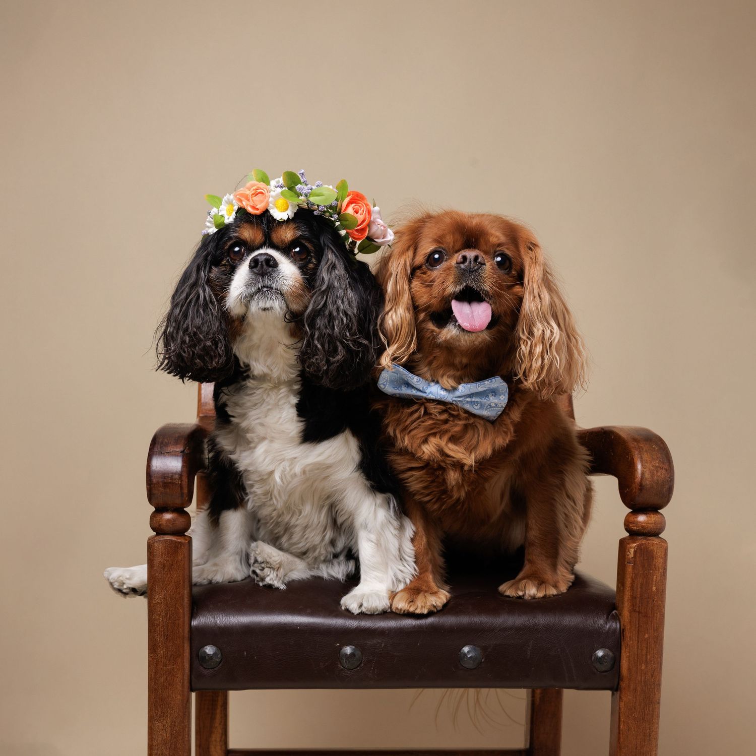 Two Cavalier King Charles Spaniels sit on a chair, one wearing a floral crown, the other a bow tie.
