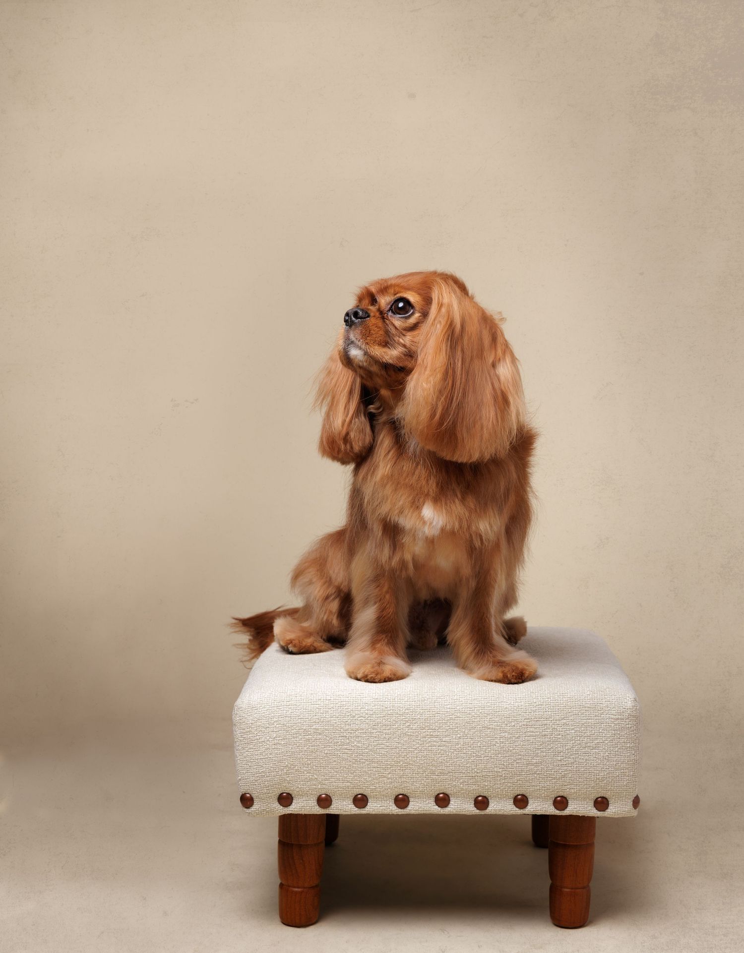 A fluffy ruby Cavalier King Charles Spaniel sits regally on a white tufted footstool against a neutral background.