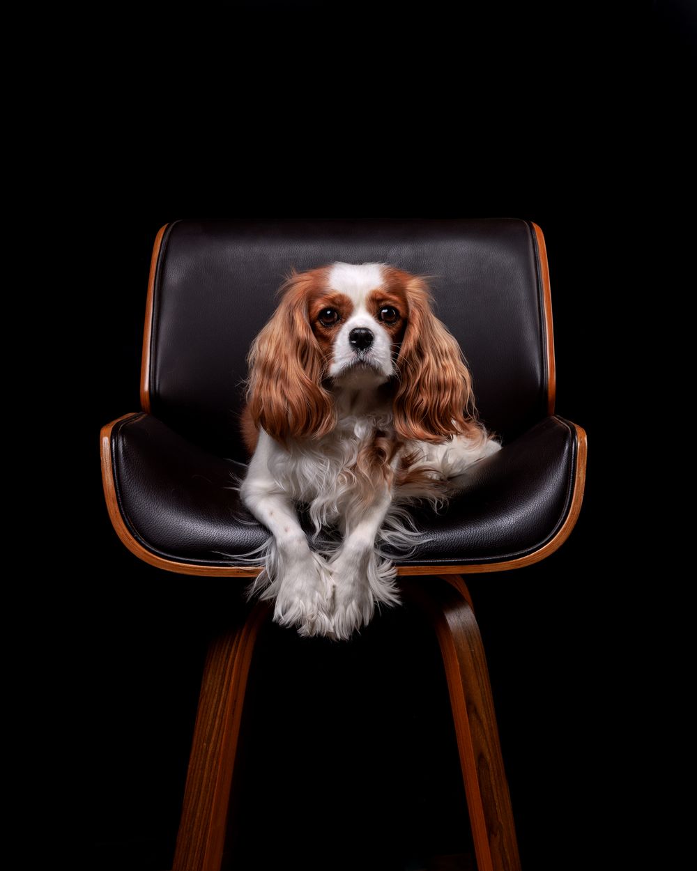 A Cavalier King Charles Spaniel sits regally on a black leather mid-century modern chair against a dark background.