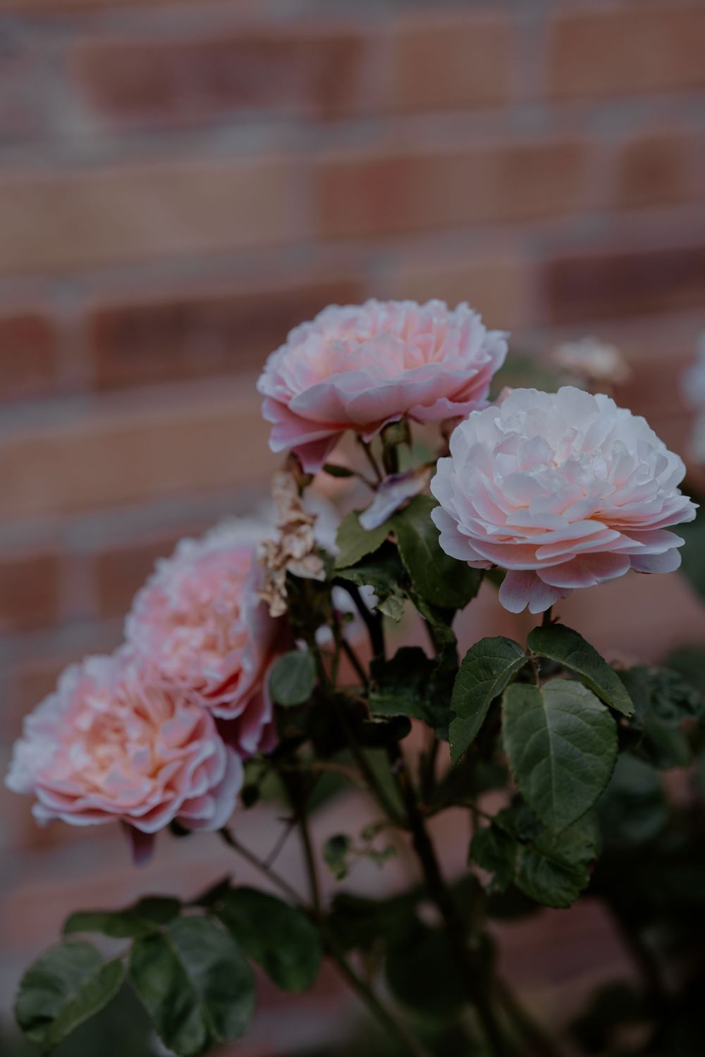 Delicate pink roses with dark green foliage bloom against a rustic brick wall background.