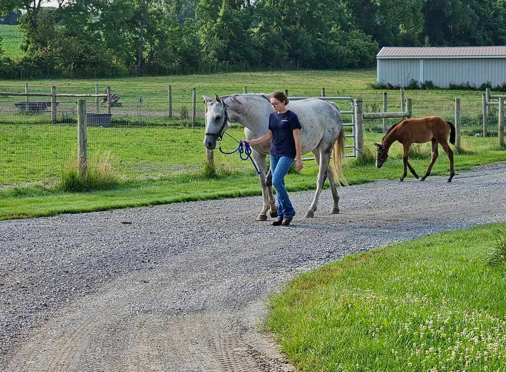 baby horse
