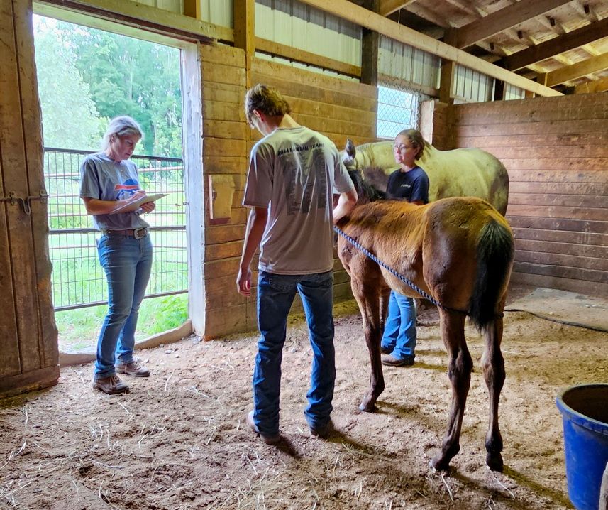 foal
