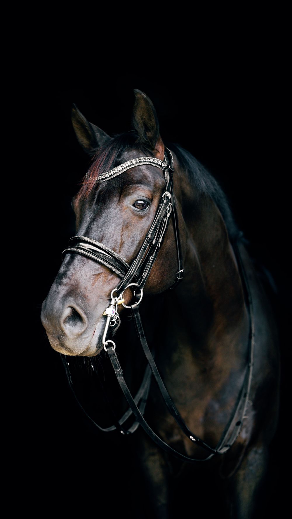 Artistic portraits of a dark bay horse wearing black leather bridle against dramatic black background.