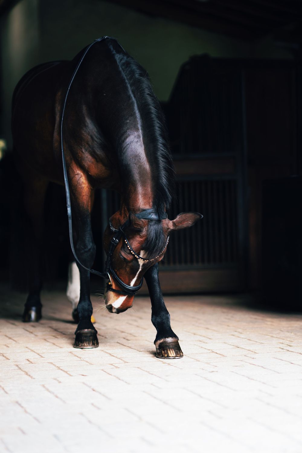 A sequence of close-up shots showing a black dog's legs and paws walking on a light-colored floor.