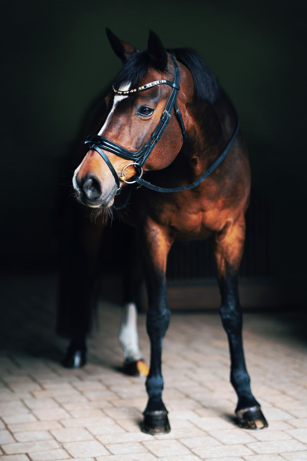 Close-up series of a bay horse's legs and hooves standing on textured pavement in dramatic lighting.