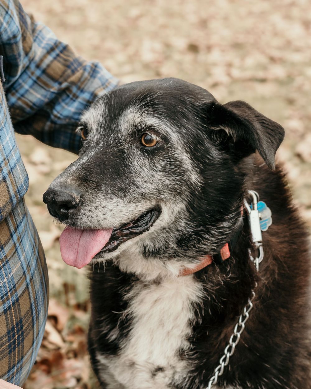A black and white senior dog with gray fur around its muzzle smiles while wearing a collar and chain leash.