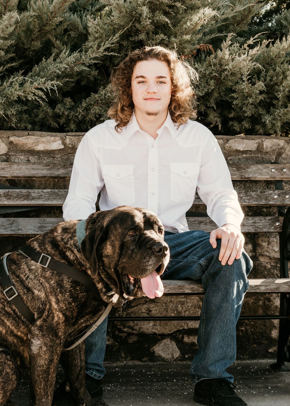 A dark brindle mastiff dog sits on a wooden bench beside a young man wearing jeans and a white shirt.