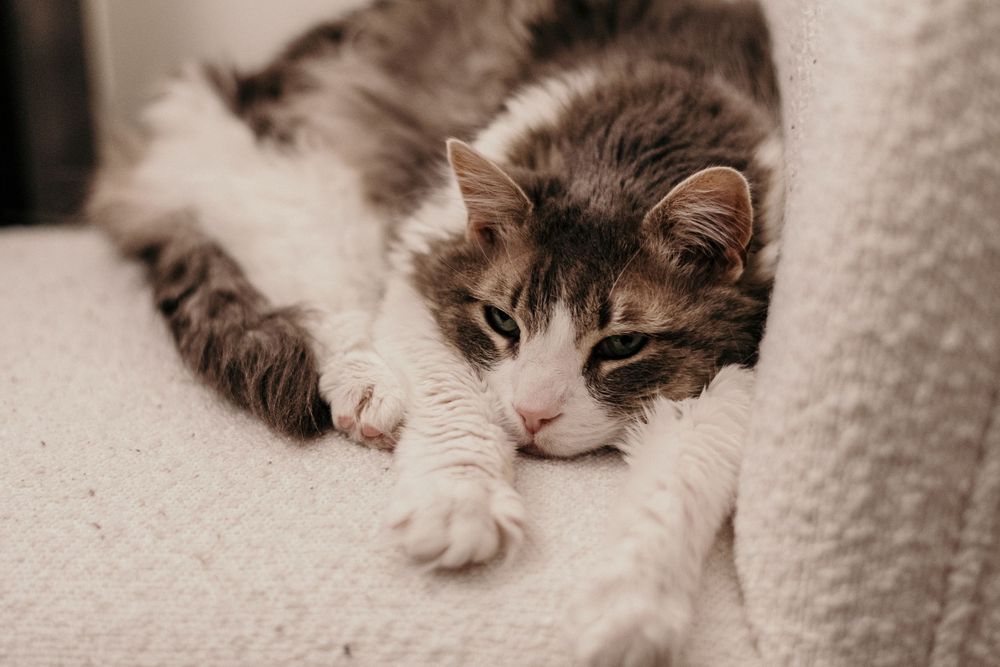 A sleepy gray and white cat lounges on a light-colored textured surface with its paw stretched out.