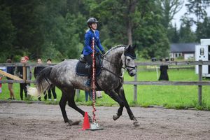 WE, horse, sport