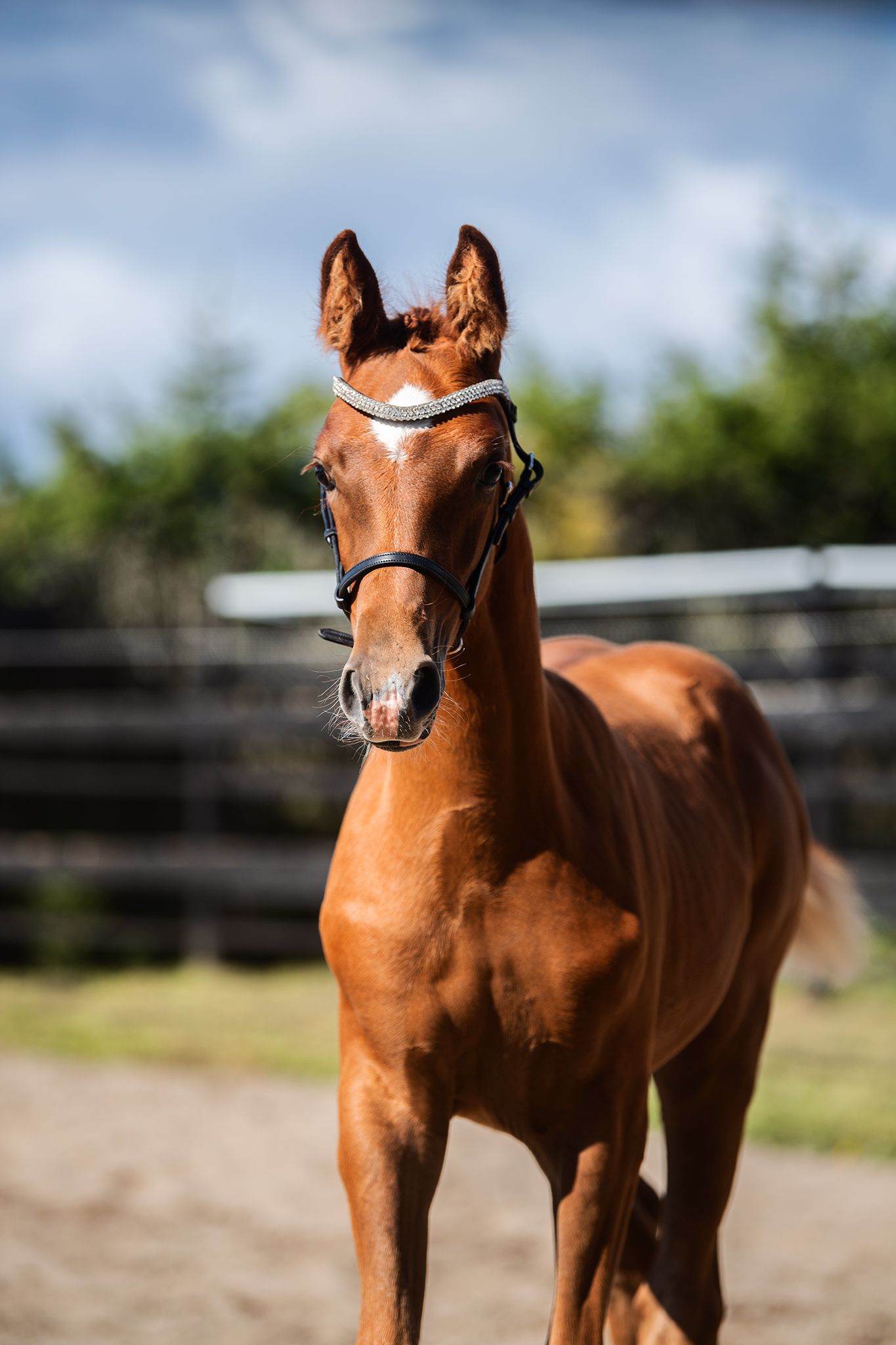 Foal, fölvisning