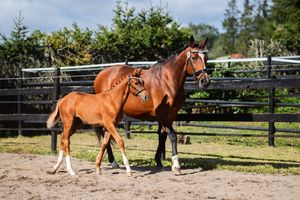 Foal, fölvisning