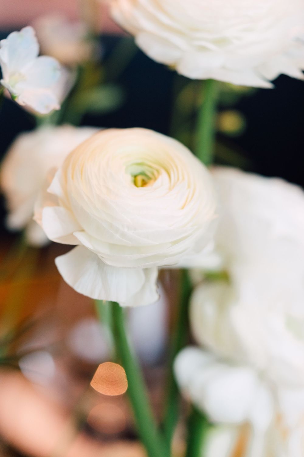 Close-up macro photograph of white ranunculus flowers with soft petals against a blurred background.