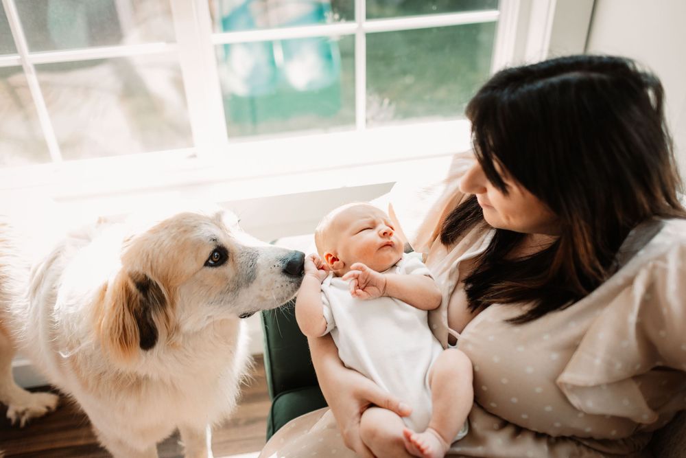 Several sequential photos showing someone feeding treats to a white fluffy dog in a bright room.