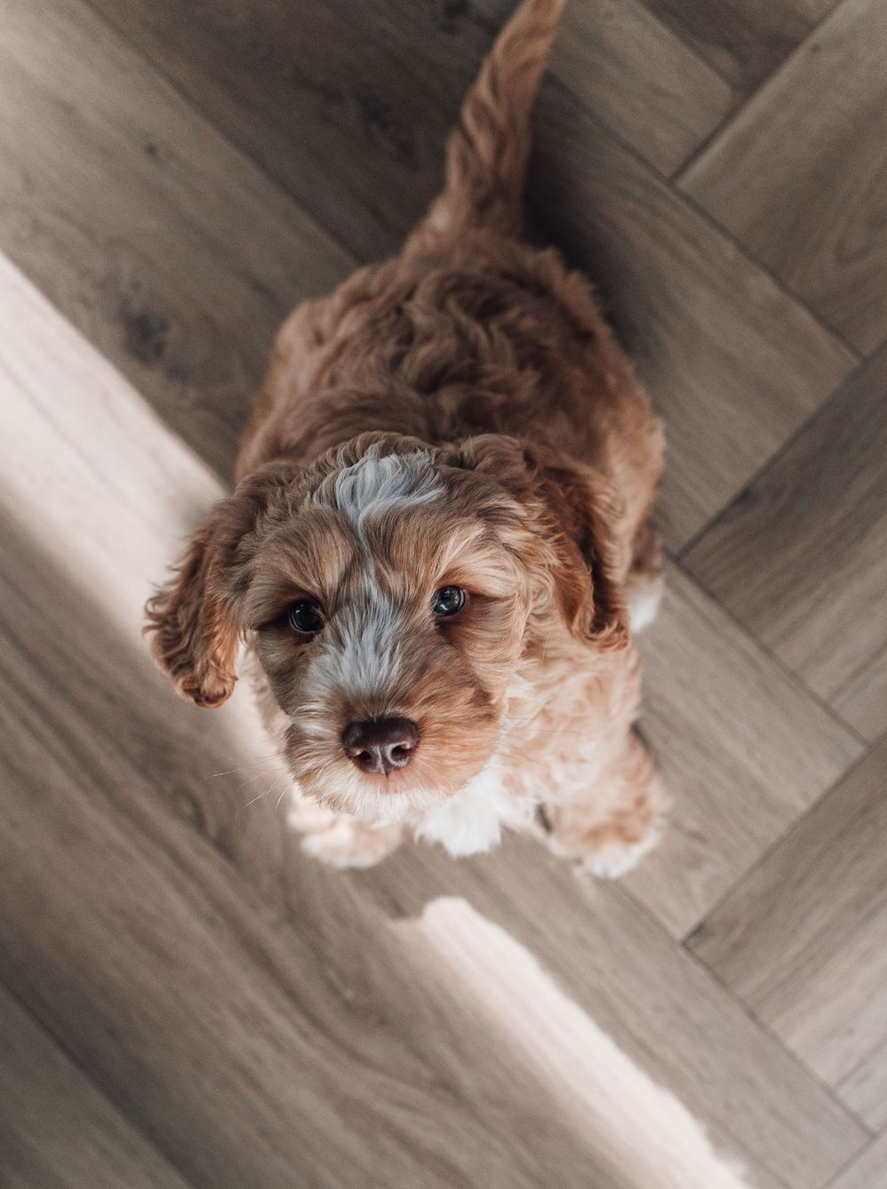 Adorable fluffy Cavapoo puppy with curly golden fur looking up at camera while standing on herringbone wood floor.