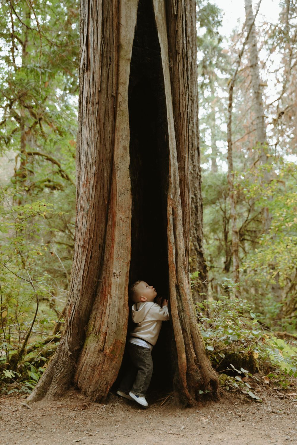Small child explores inside a massive hollow tree trunk in a misty forest setting.