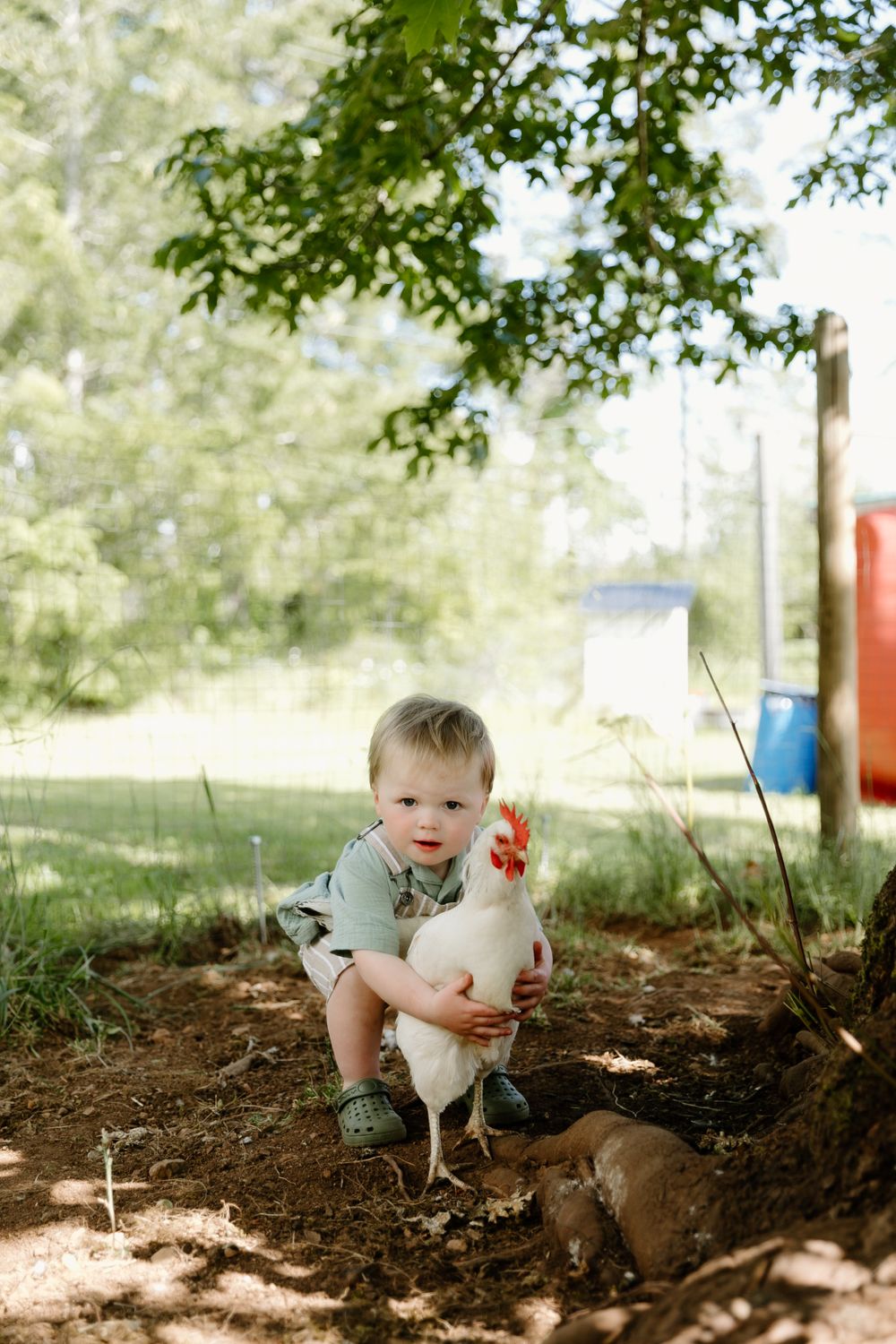 A toddler in casual clothes squats down to pet a white chicken in a sunny garden setting under tree branches.