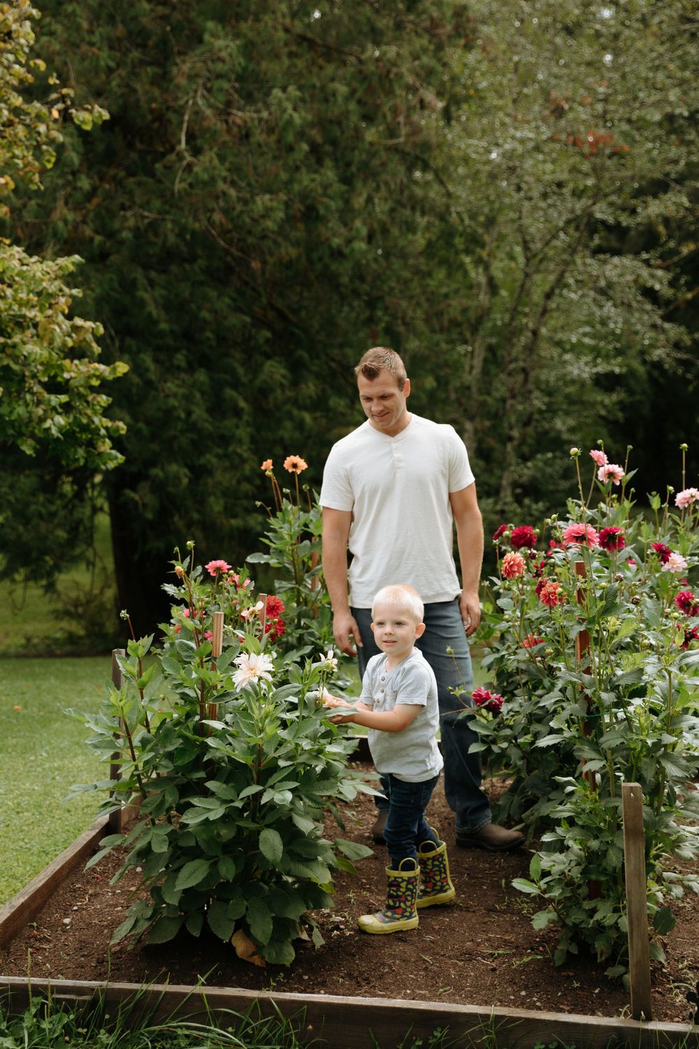 Two figures stand in a garden with blooming dahlias and fresh mulch in a raised flower bed on a summer day.