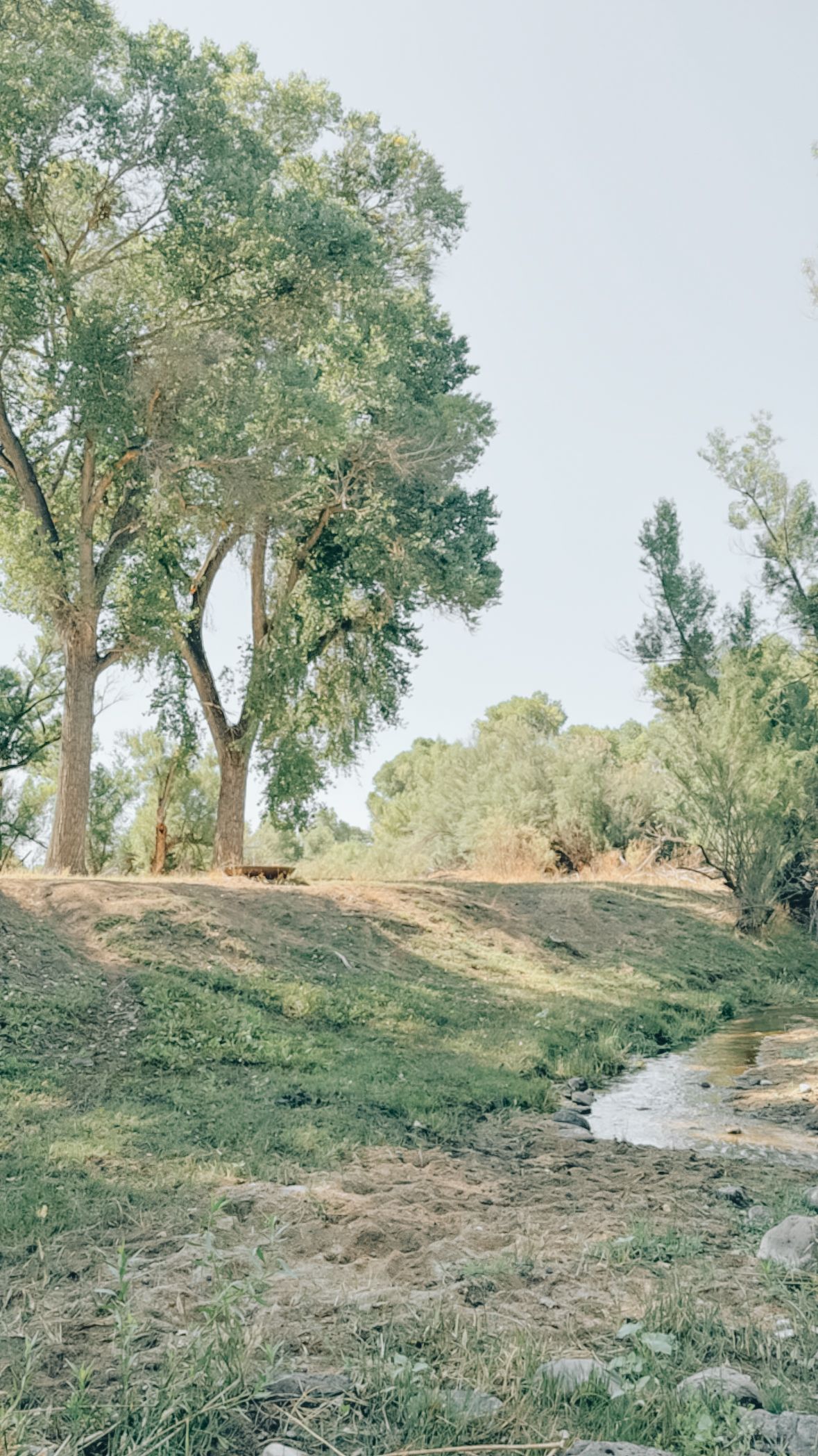 Phoenix Family Photographer greenery