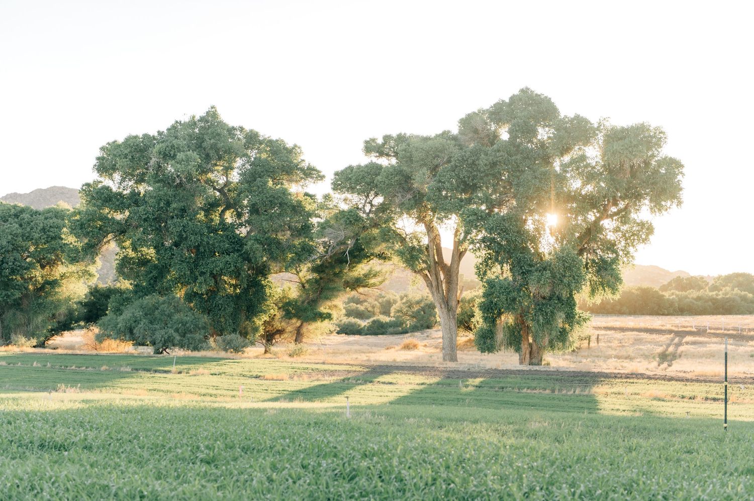 Phoenix Family Photographer greenery farm lifestyle