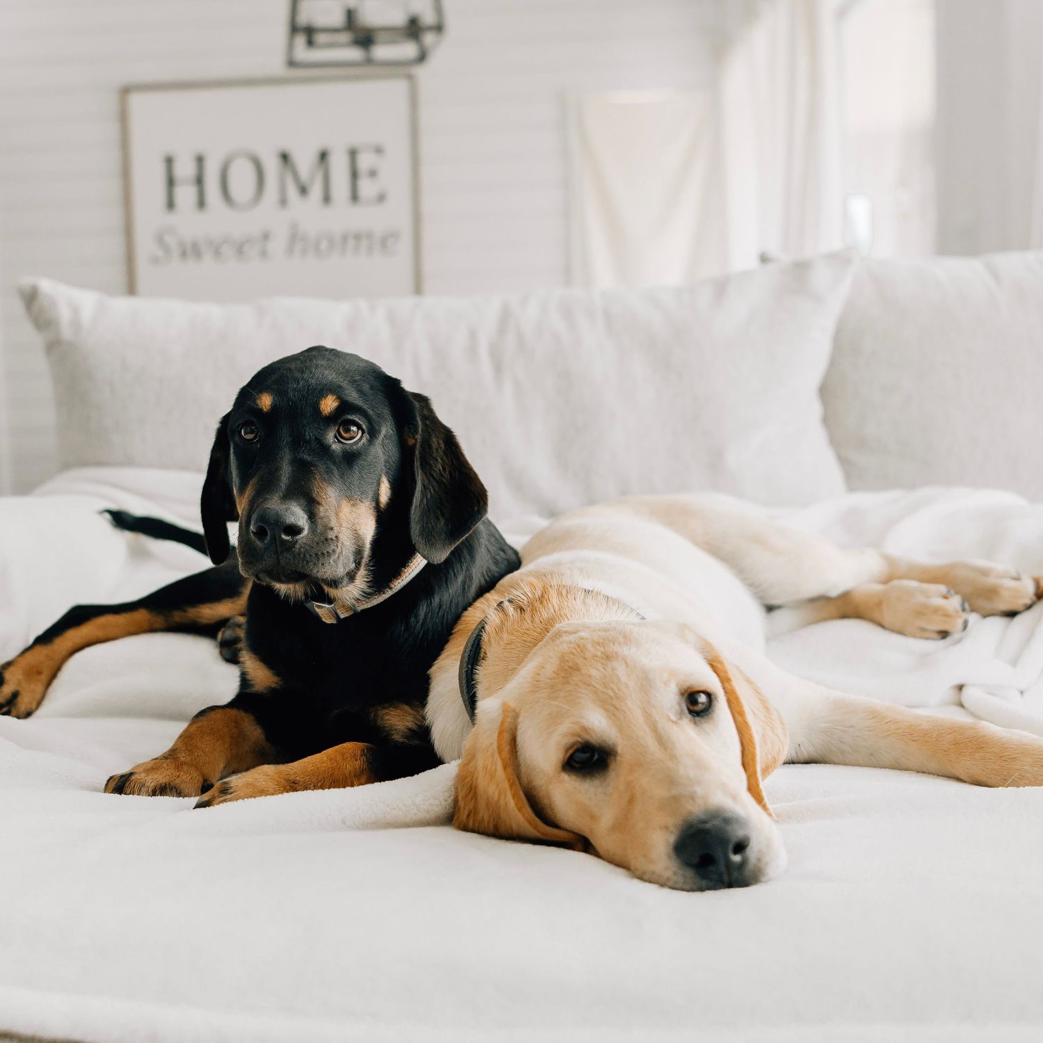 Phoenix Family Photographer dogs puppies friendly