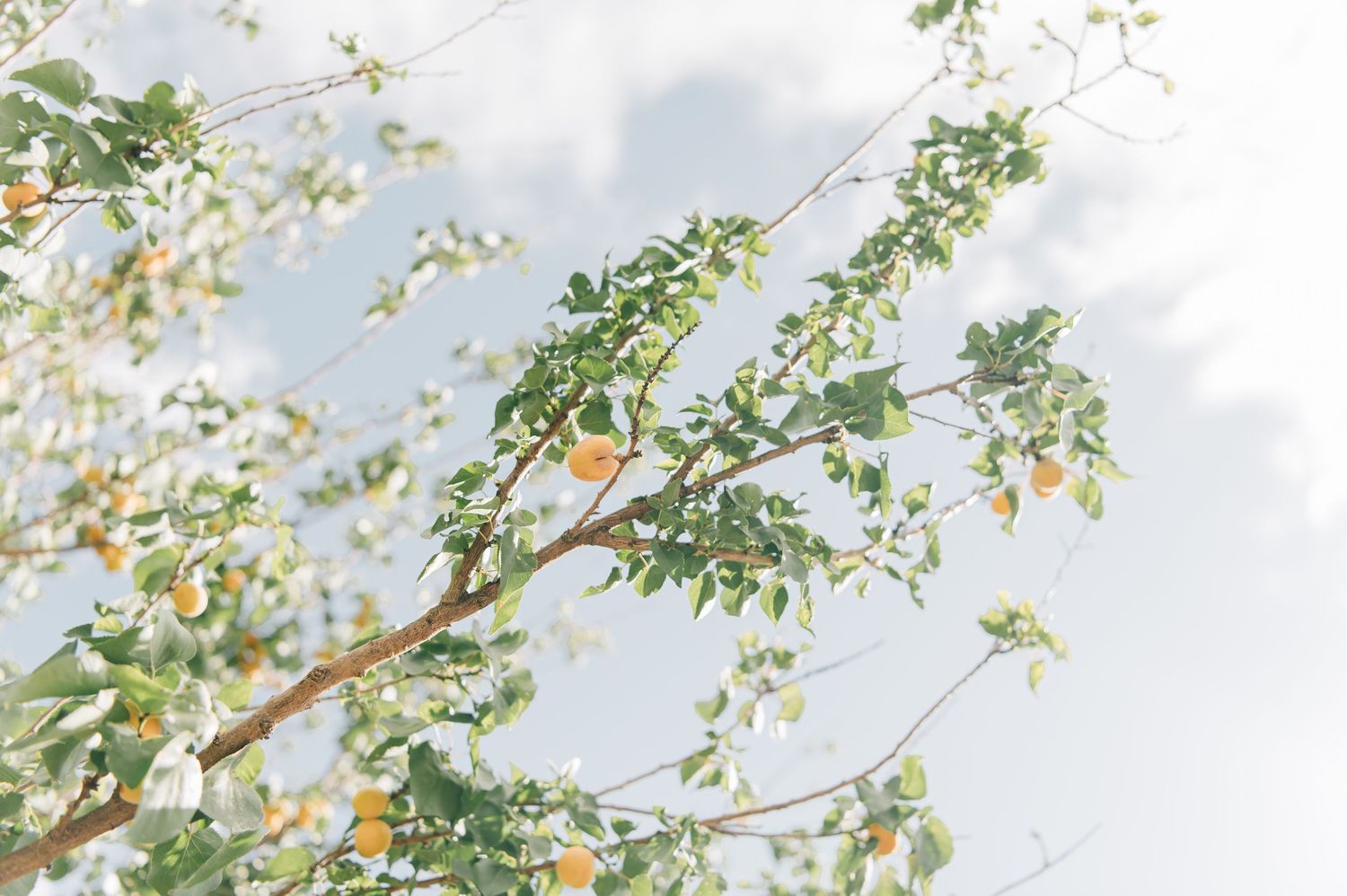 Phoenix Family Photographer farm greenery candid