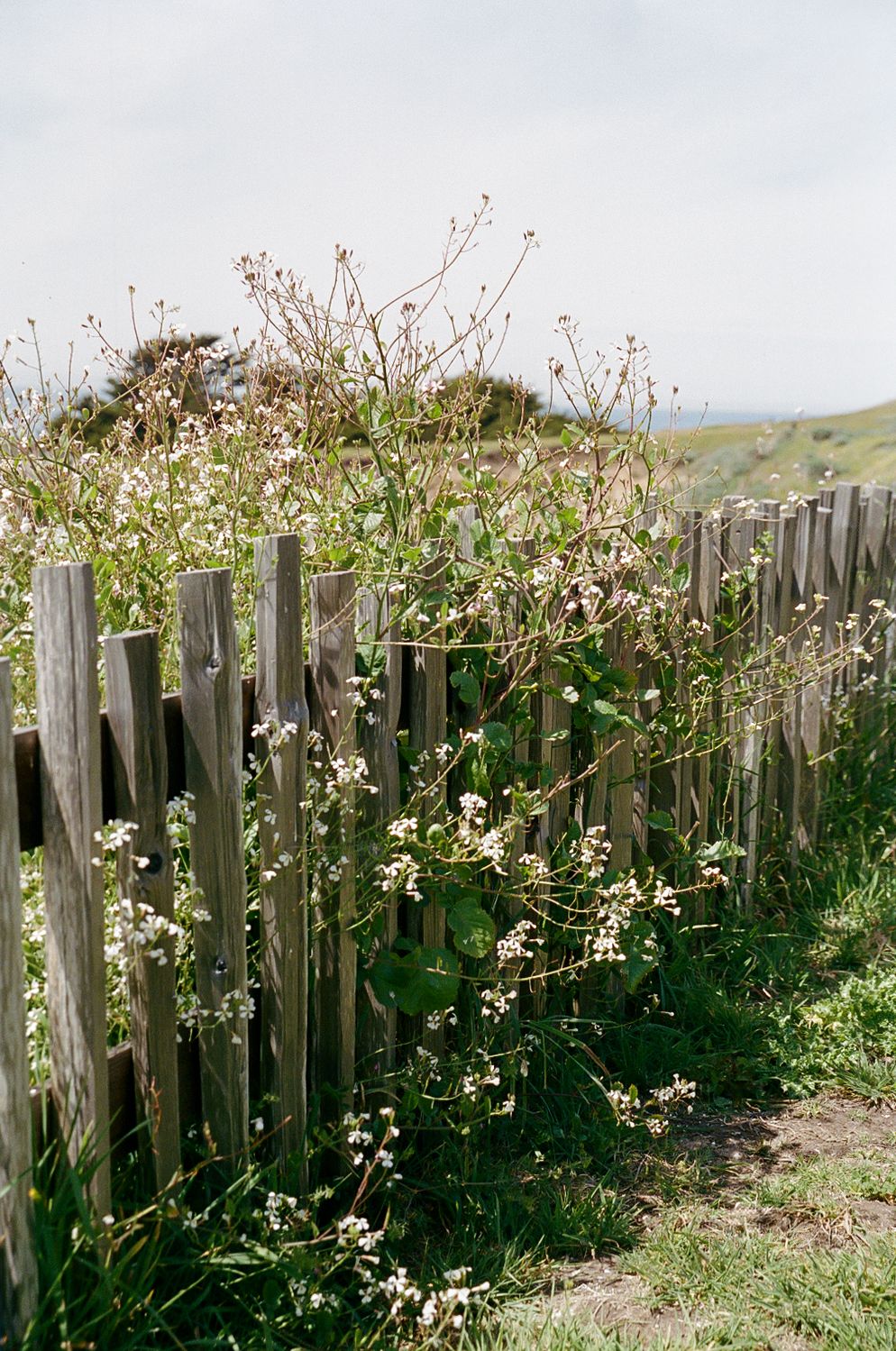 Rustic wooden fence overgrown with wildflowers and green vines in a coastal meadow landscape.