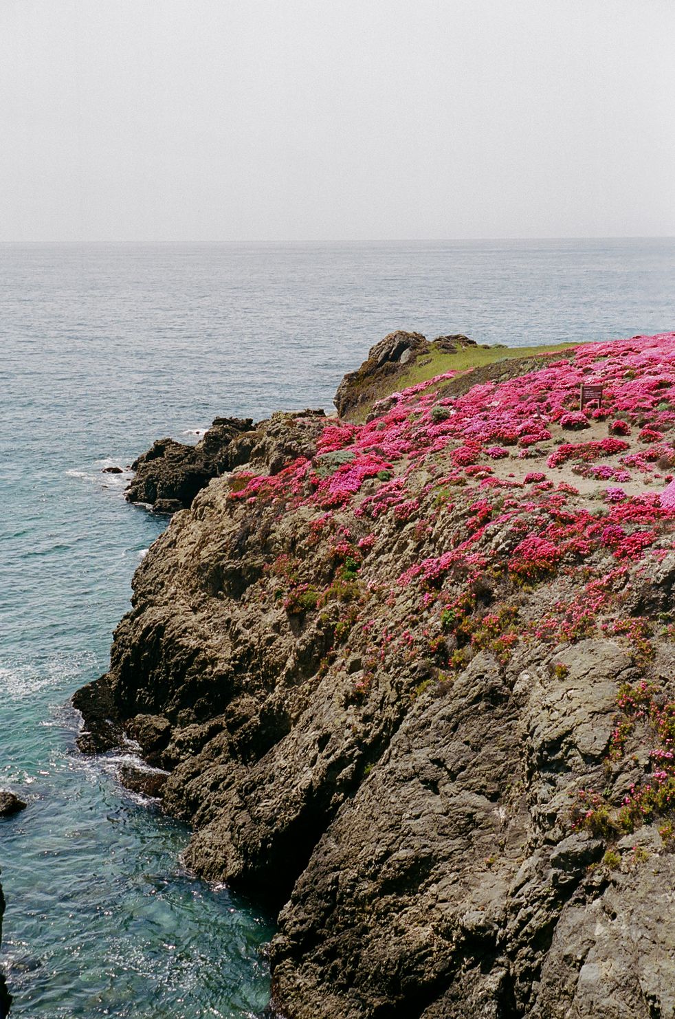 Rocky coastal cliffs covered in vibrant pink wildflowers overlooking a turquoise ocean under an overcast sky.