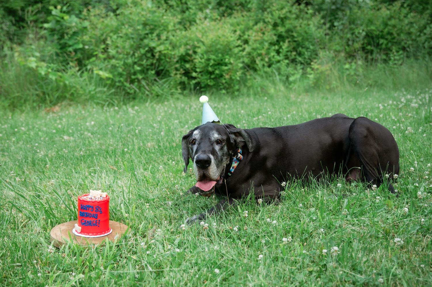 Black Great Dane dog wearing a party hat lying in grass next to a red birthday cake outdoors.