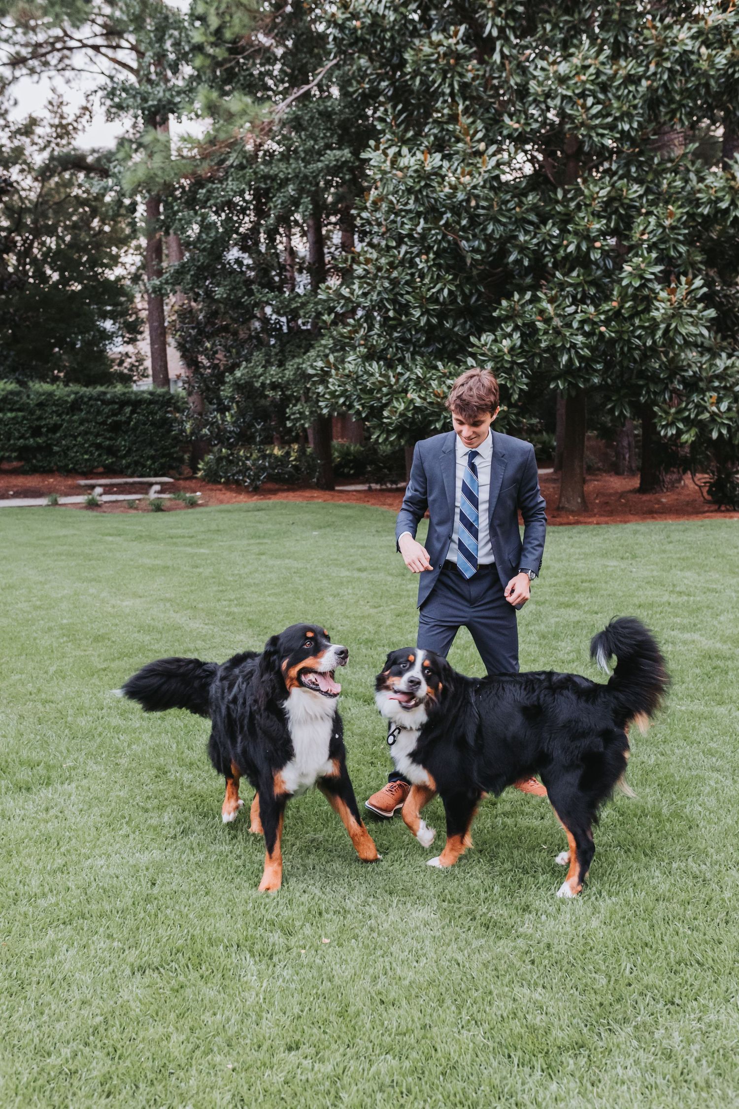Two large black and tan dogs play with someone in a suit on a grassy lawn.
