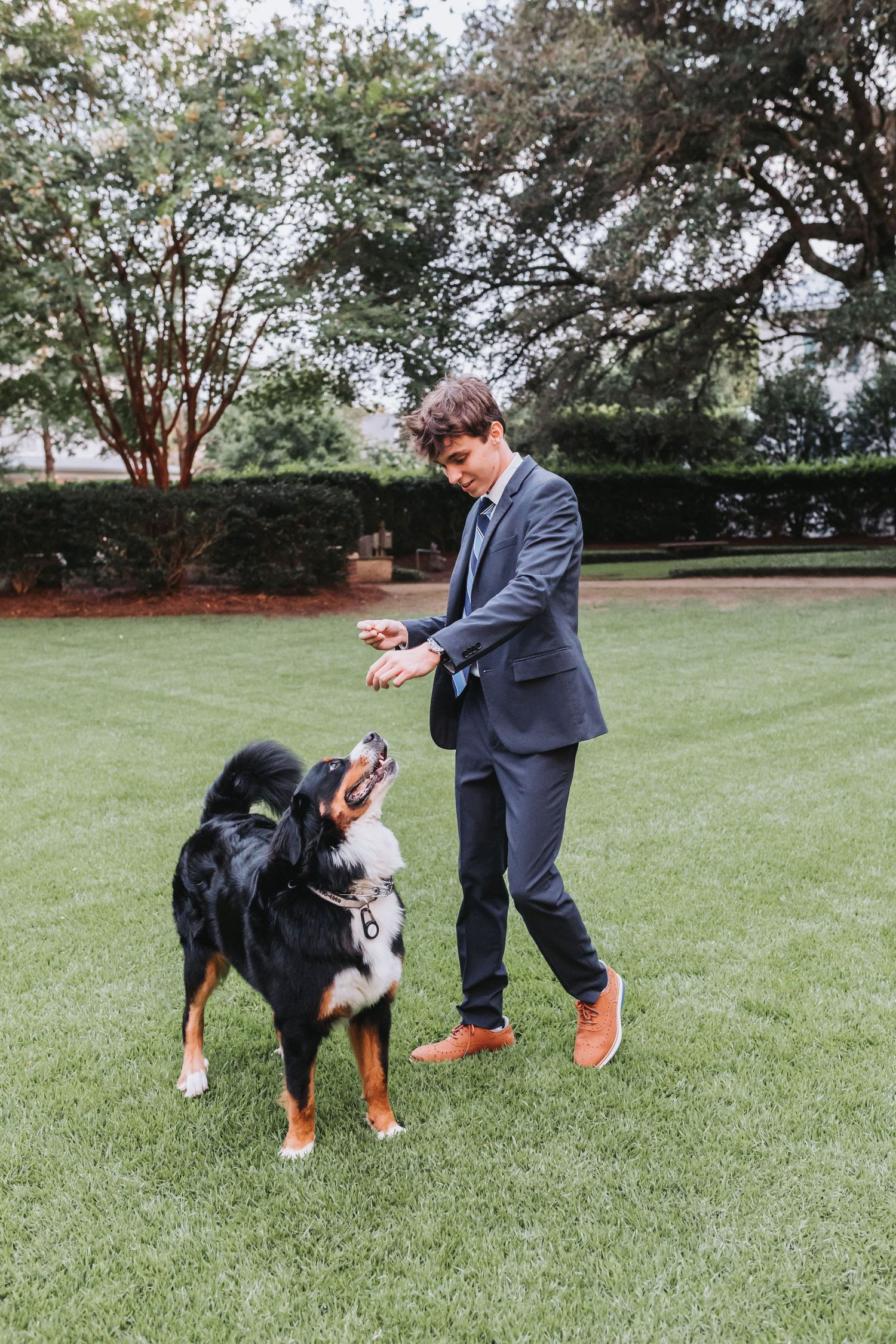 A person in a navy suit gives treats to a Bernese Mountain Dog on a green lawn.