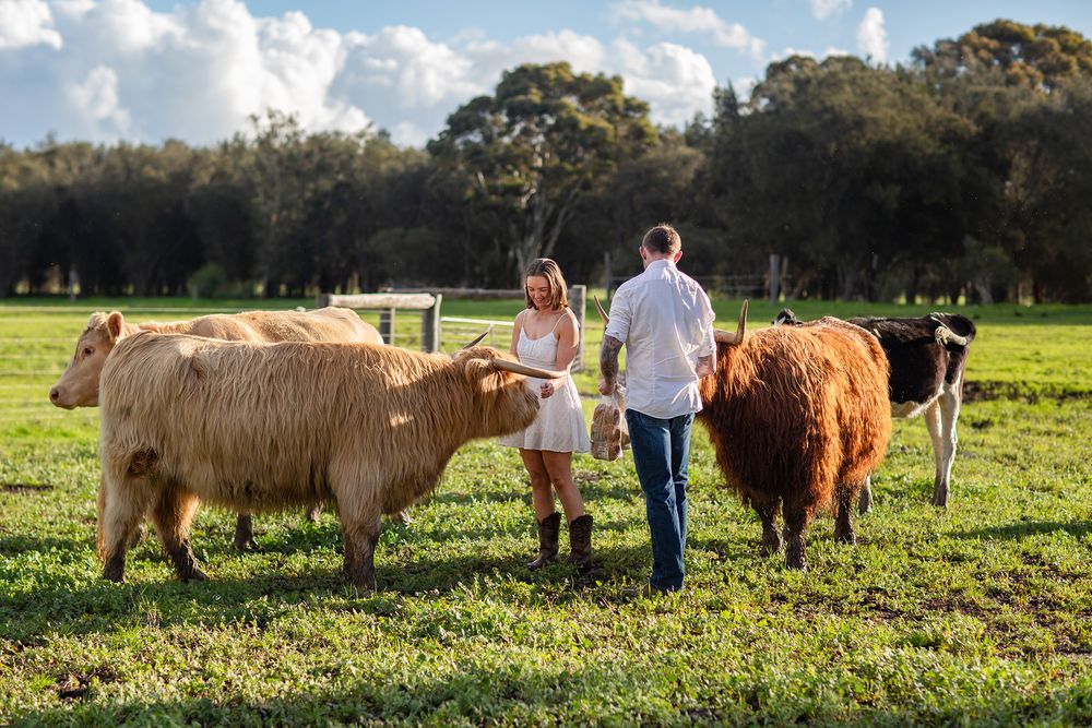 Couple feeding highland cows during an engagement session with Highland Cows in Perth