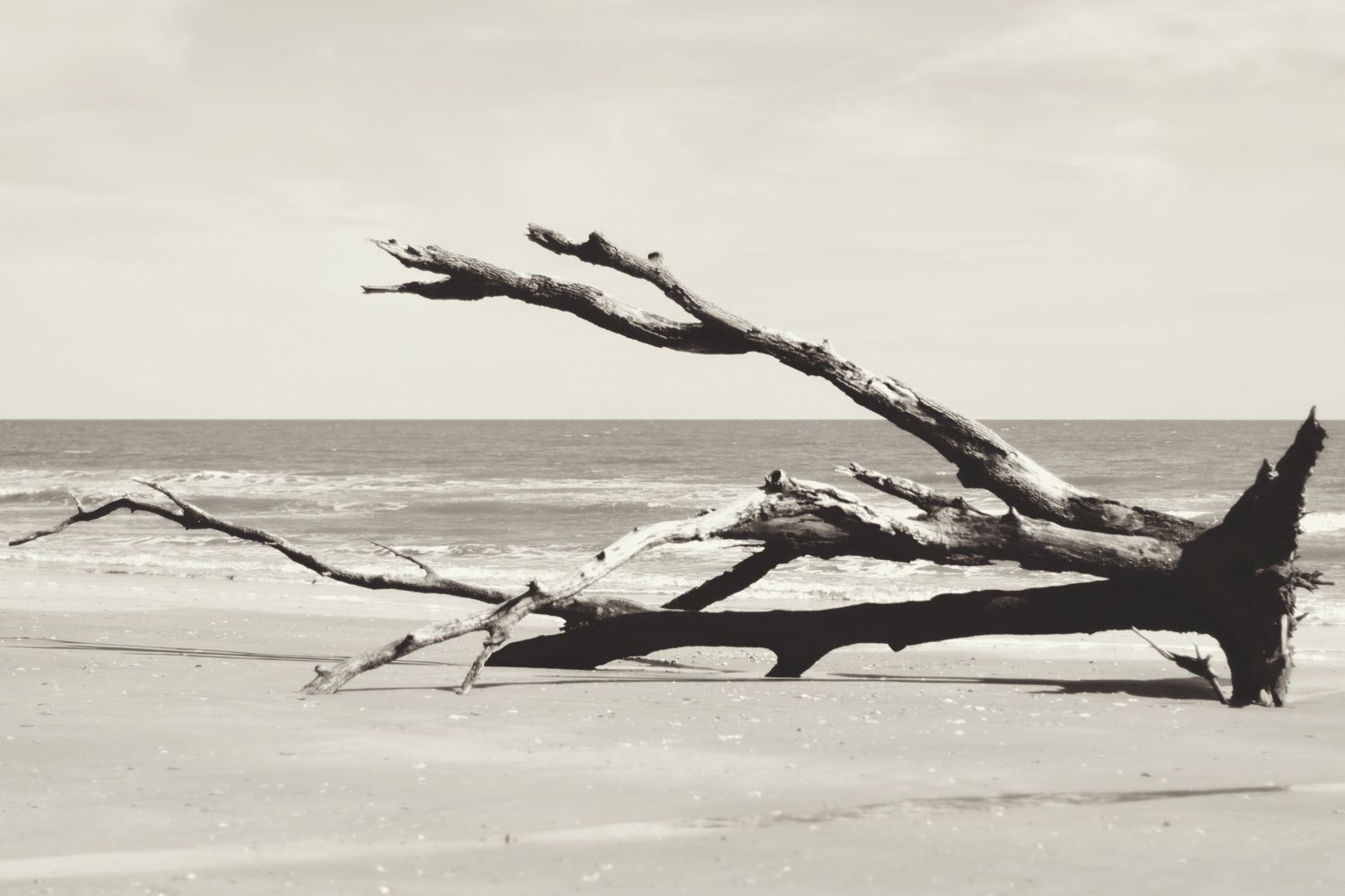 Horizontal tree on boneyard beach