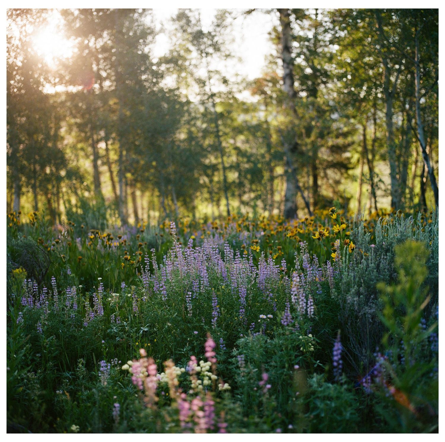 Sunlight filters through trees over vibrant wildflower meadow with purple and yellow blooms.