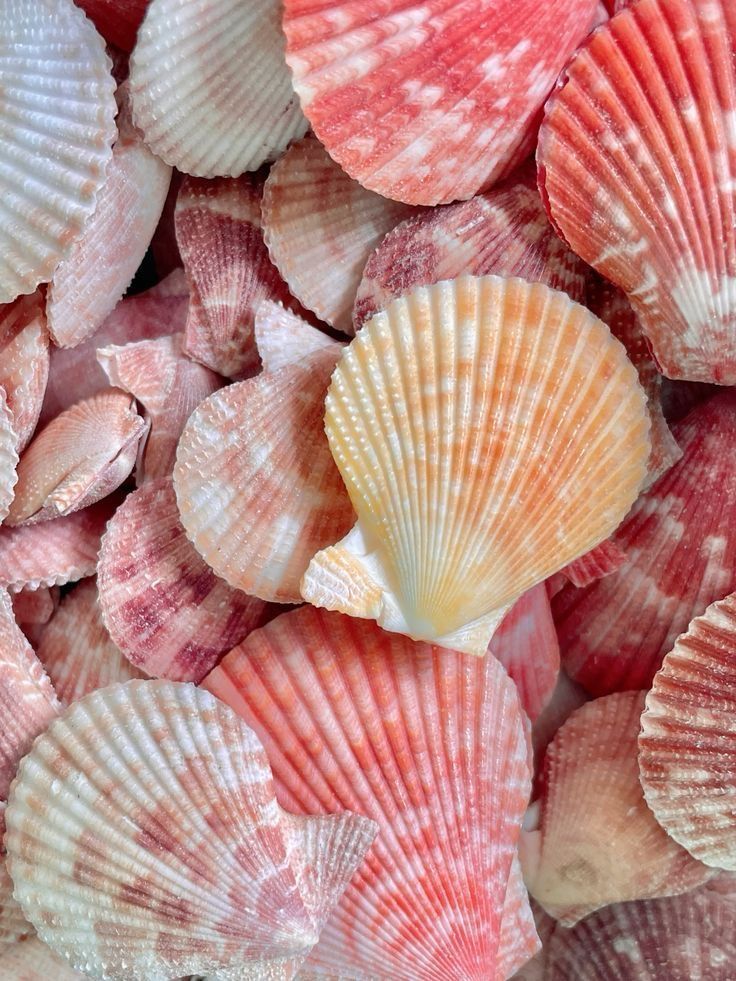 A collection of pink and orange scallop seashells piled together, with one cream-colored shell standing out in the center.