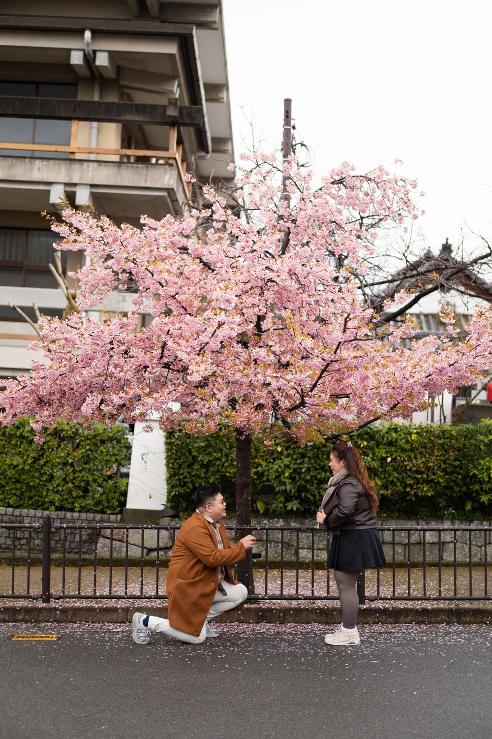 Man proposing on one knee to woman under blooming pink cherry blossom tree on a street in Japan.