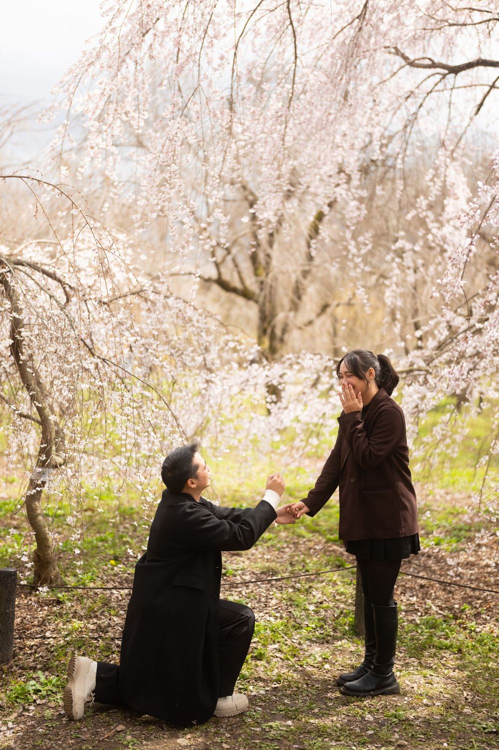 Man proposing on one knee to woman under blooming cherry blossom trees in spring garden.