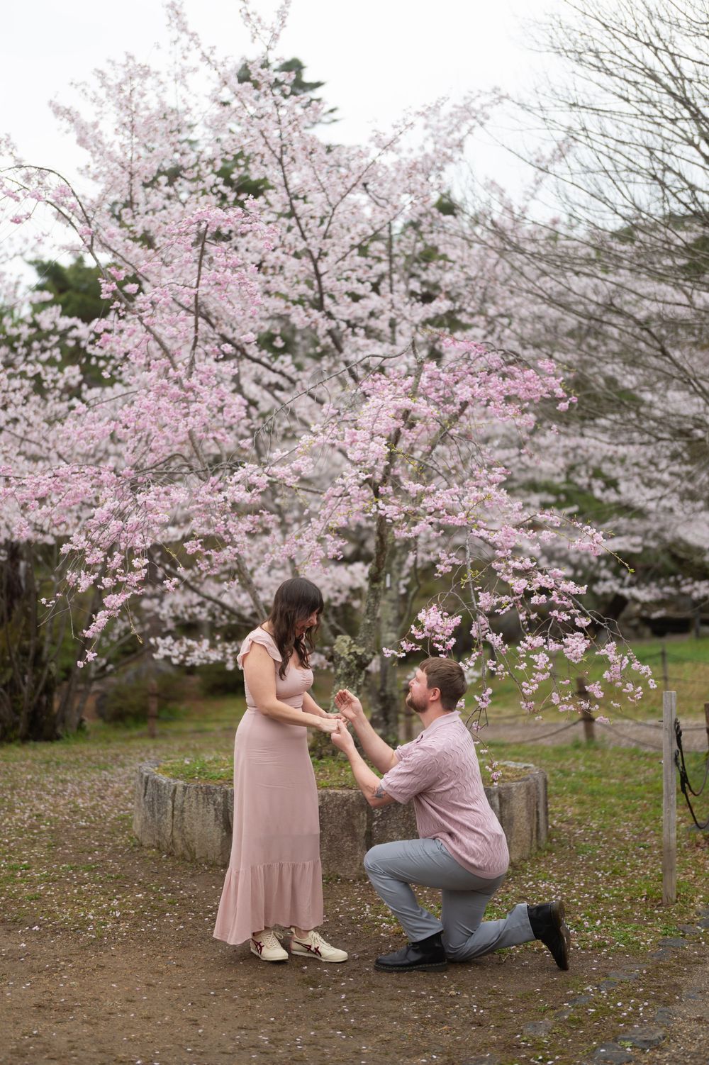 Man proposing on one knee to woman in pink dress under blooming cherry blossom tree in spring garden.