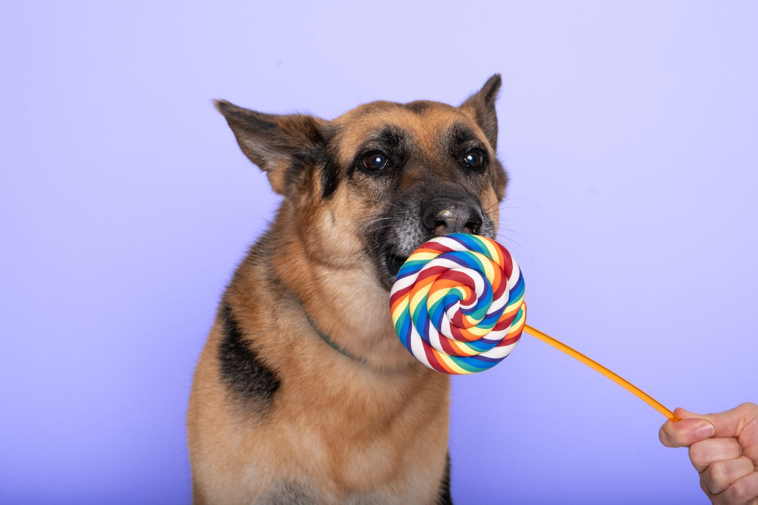 German Shepherd dog holding a colorful rainbow lollipop in its mouth against a white background.
