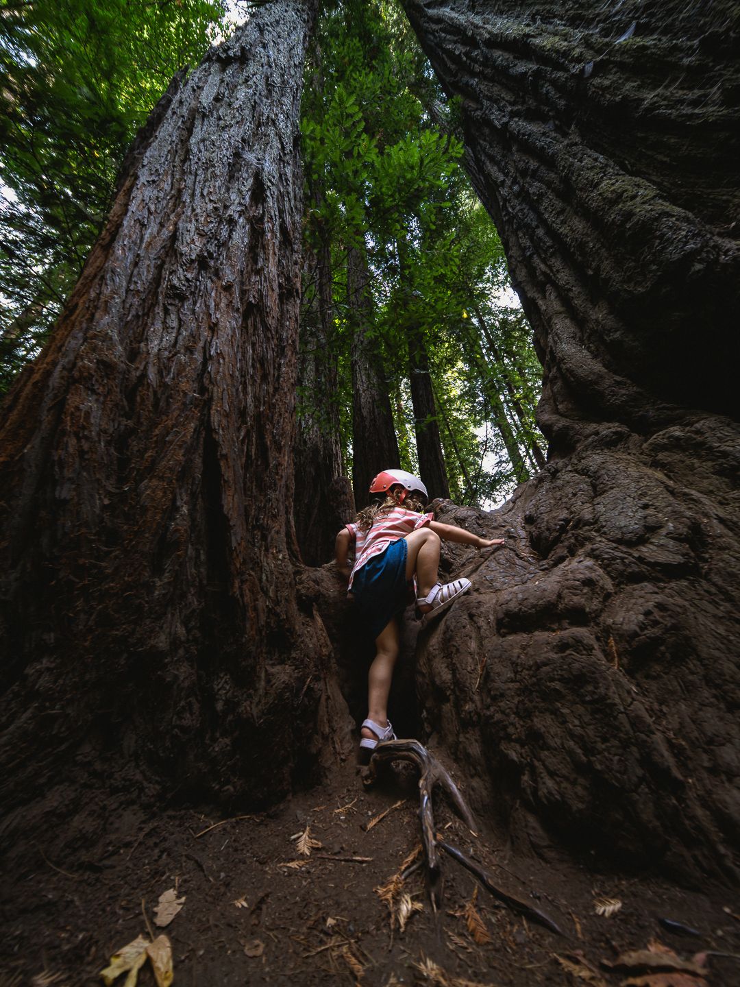 Child climbing massive redwood tree roots in a lush forest, looking up at towering ancient trees.